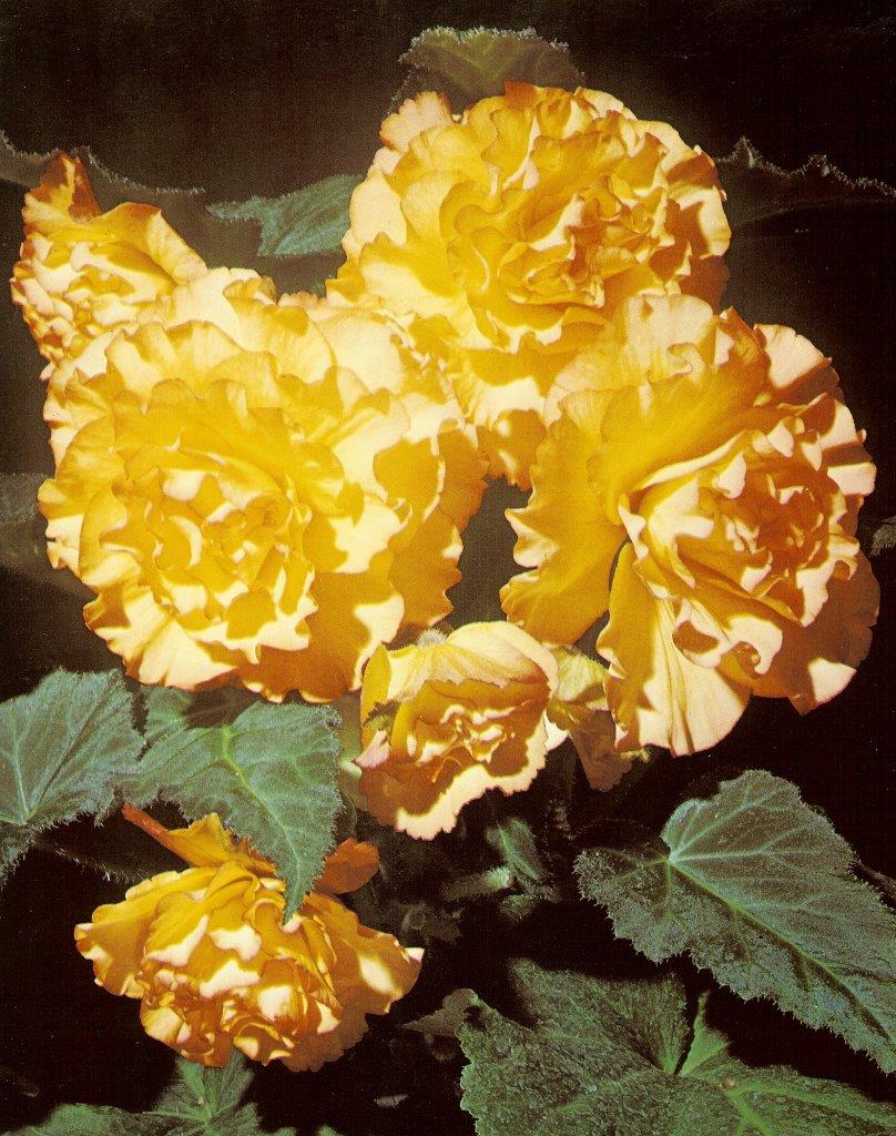 B. ‘Charade’